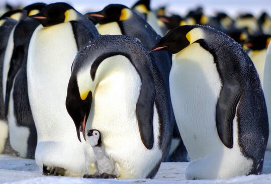 Pinguine